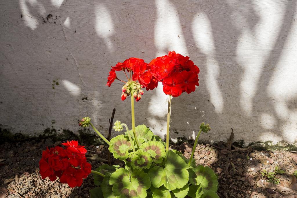 Family House Garden Villa Ponta Delgada  Phòng bức ảnh